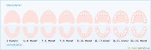 Kinderbehandlung - Wann wächst welcher Zahn - Zahnarztpraxis im Zerbster Zentrum - Zahnarzt Dr. med. Bernd Lux.