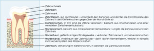 Aufbau eines Zahnes - Schwerpunkt Parodontologie - Zahnarztpraxis im Zerbster Zentrum - Dr. med. Bernd Lux.